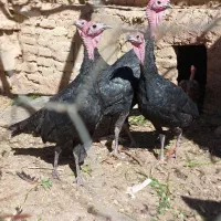 خروس و بوقلمون|حیوانات مزرعه|نهاوند, |دیوار