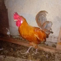 مرغ وخروس محلی