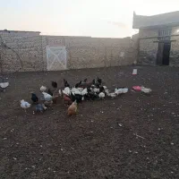 مرغ خروس اردک