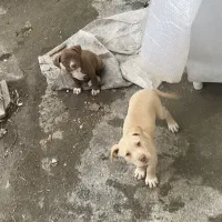 پیتبول ماده  و نر