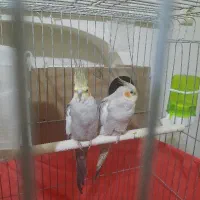 جفت تخم گذار / سینامون