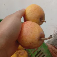 گلابی|خوردنی و آشامیدنی|گلبهار, نوبهار|دیوار