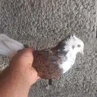 دوبر طوقی همشون گرفتنی