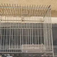 چندتا قفس پرنده‌ قناری وسهره