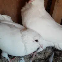 سفید آلمانی نر و ماده|پرنده|جهرم, |دیوار