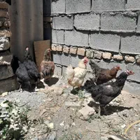مرغ|پرنده|مشهد, آبکوه|دیوار