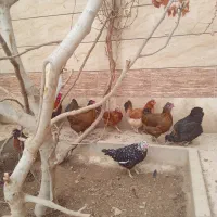 مرغ گلین اصل