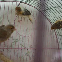 سه عدد قناری ماده فروشی دانه ای ۸۰۰ تومن|پرنده|کبودرآهنگ, |دیوار