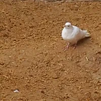 کفتر|لوازم جانبی حیوانات|بیستون, |دیوار