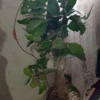 گل کاکتوس ۱ملیون