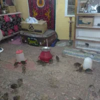 فروش جوجه بلدرچین محلی