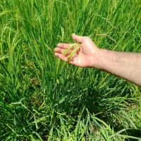 برنج گیلان خشکبیجار لشت نشآ