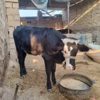 گوساله ماده