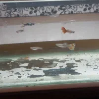 ماهی گوپی|ماهی|تویسرکان, |دیوار