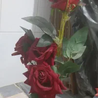 تعدادی گل خارجی