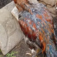 خروس لاری 12ماه خوش رنگ