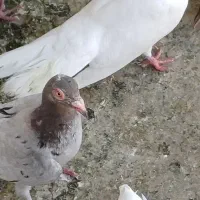 فروش کبوتر|پرنده|باوی, |دیوار