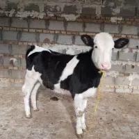 گوساله ماده مونت بیلیارد بهترین جنس شیری.گاو