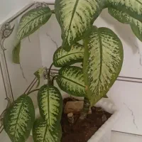 گل‌های طبیعی