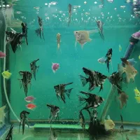 ماهی آنجل 4 سانت به بالا