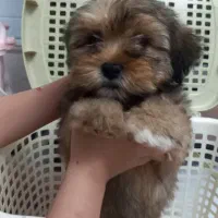 فروش سگ شیتزو ۲ماهه