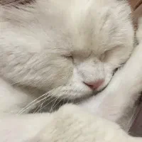 گربه پرشین جهت واگذاری