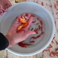 ماهی قرمز|ماهی|یزد, |دیوار