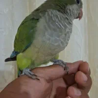 طوطی راهب اهلی