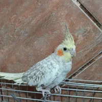 عروس هلندی بامزه