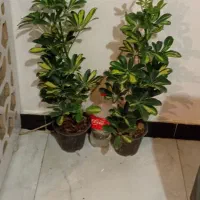 تلفن نیست