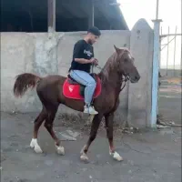 نریان کرد زیبای 3ساله