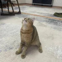 گربه بریتیش بلک گلدماده|گربه|تبریز, |دیوار