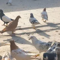 سلام هر عشقبازی این شامی پولکی گرفته با پولش