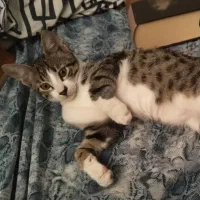 واگذاری رایگان تام|گربه|رشت, گلسار|دیوار