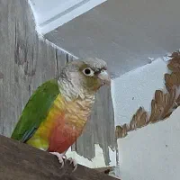 گرینچیک ماده