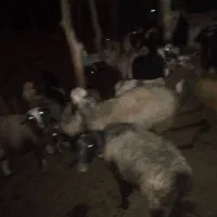 میش سر حال زیر قیمت|حیوانات مزرعه|لوداب, |دیوار