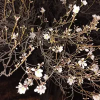 عسل طبیعی از تولید کننده بخر|خوردنی و آشامیدنی|قم, اسمعیل آباد|دیوار