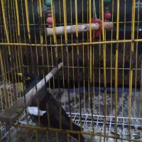 مینا|پرنده|تایباد, |دیوار