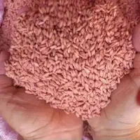 گندم بوجاری شده رقم مادر هشترود.