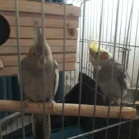 عروس هلندی جفت مولد