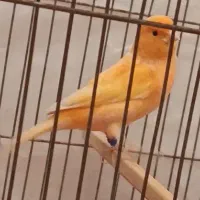 قناری نر آماده