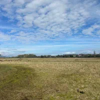 فروش11000مترزمین مناسب کاشت کیوی و برنج