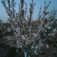 یک هکتار باغ میوه