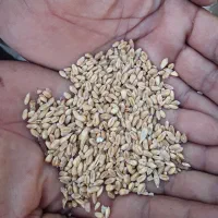 فروش گندم کیلویی ۵۵ تومان
