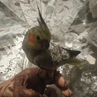 عروس هلندی ماده