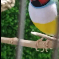 فنچ گلدین نر یک‌ونیم ساله