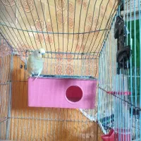 1 عدد مرغ عشق نر