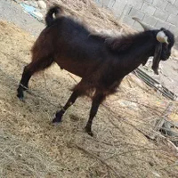 نری|حیوانات مزرعه|جیرفت, |دیوار