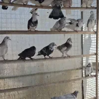 کبوتر