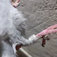 دوتا مسافتی مسابقه رها سازی شده